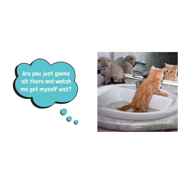 Wet Pussies: Hilarious Snaps of Damp Cats - Image 2