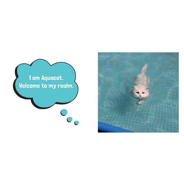 Wet Pussies: Hilarious Snaps of Damp Cats - Image 4